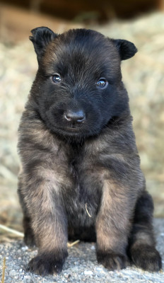 Chiot N°3