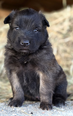 Chiot N°4