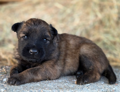 Chiot N°3