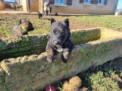 CHIOT