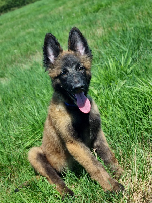 CHIOT