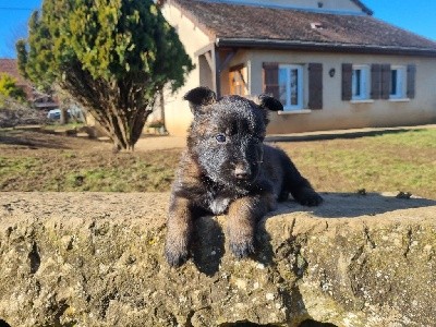 CHIOT