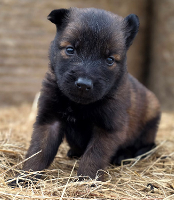 CHIOT 5