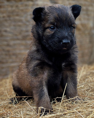 CHIOT 3