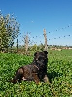 CHIOT
