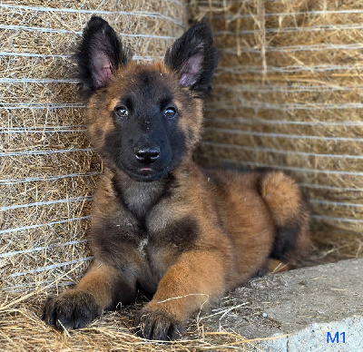 CHIOT 2