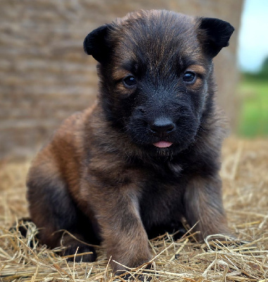 CHIOT 4