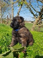 CHIOT