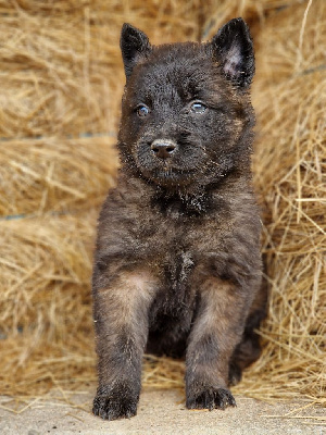 CHIOT 3