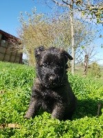 CHIOT