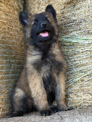 CHIOT 5