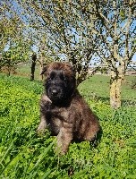 CHIOT