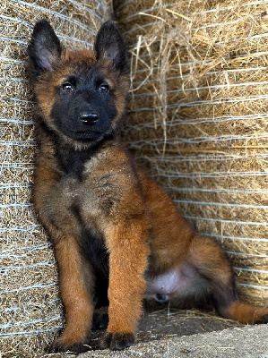CHIOT 6