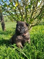 CHIOT