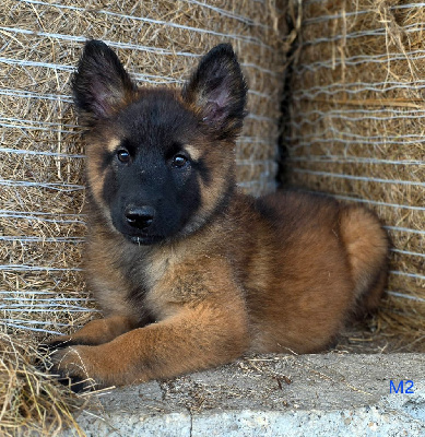 CHIOT 1