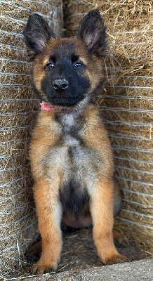 CHIOT 10