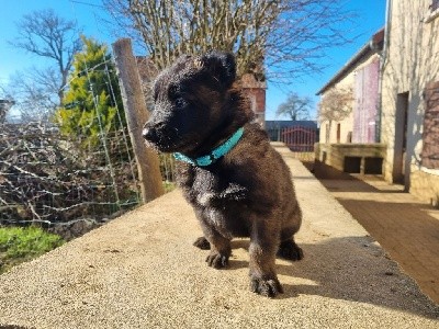 CHIOT
