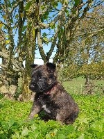 CHIOT