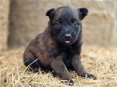 CHIOT 9