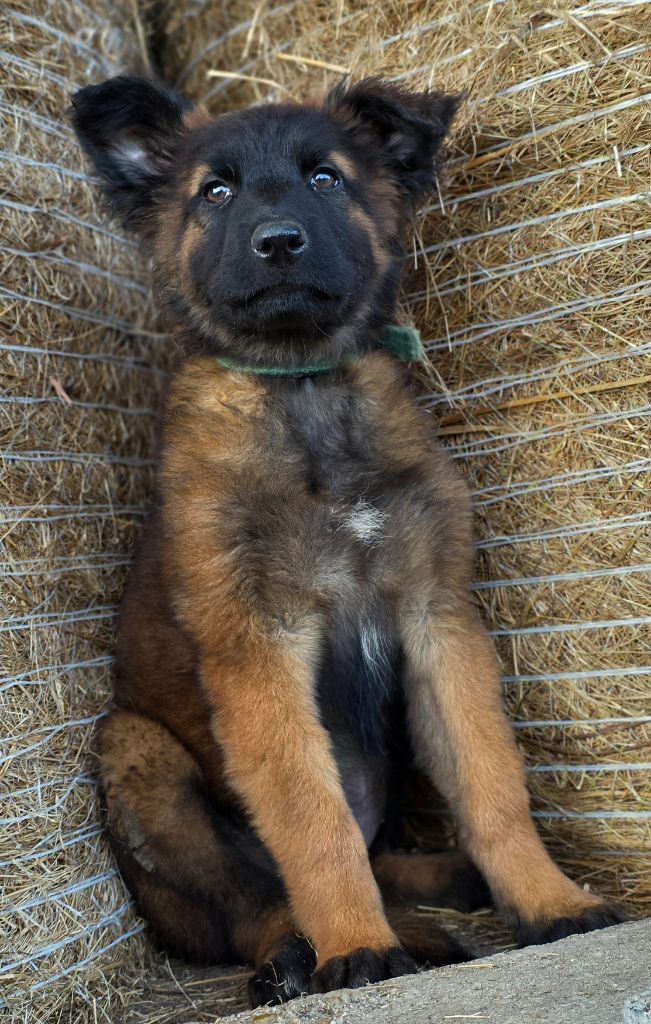 De L'Empire Du Mont Sombet - Chiots disponibles - Berger Belge
