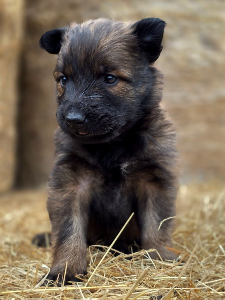 De L'Empire Du Mont Sombet - Chiots disponibles - Berger Belge