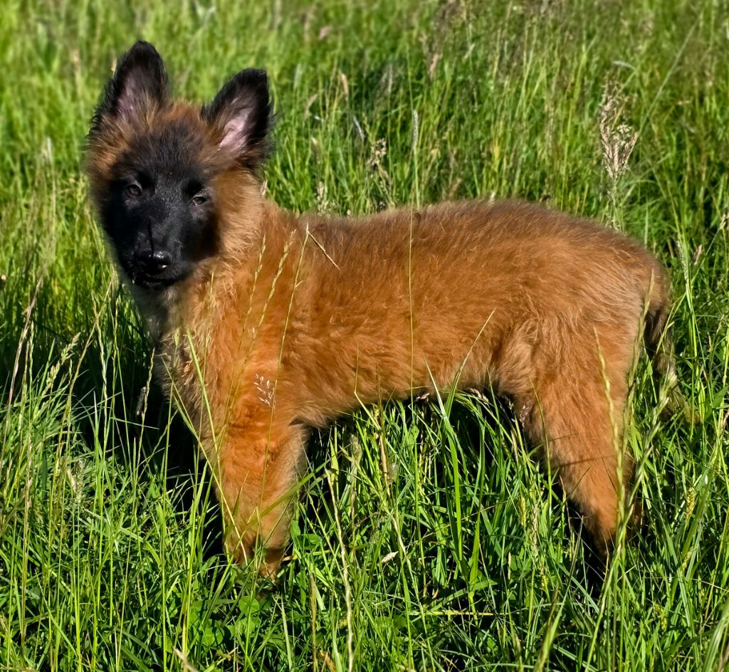 De L'Empire Du Mont Sombet - Chiots disponibles - Berger Belge