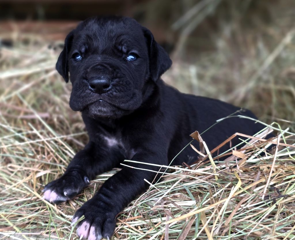 De L'Empire Du Mont Sombet - Chiots disponibles - Dogue allemand