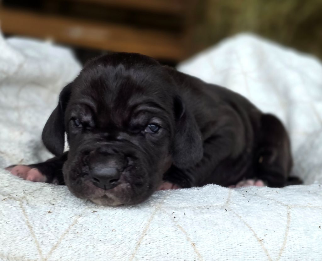 De L'Empire Du Mont Sombet - Chiots disponibles - Dogue allemand