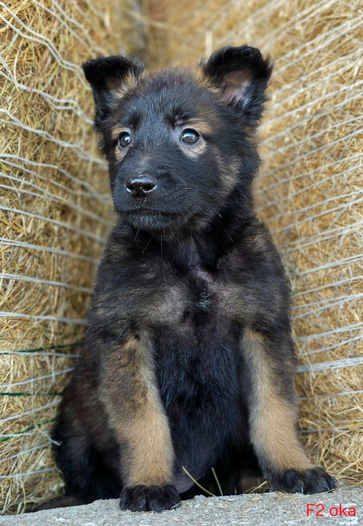 De L'Empire Du Mont Sombet - Chiots disponibles - Berger Belge