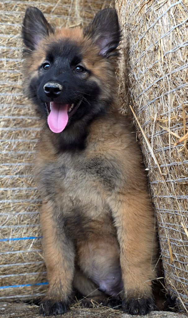 De L'Empire Du Mont Sombet - Chiots disponibles - Berger Belge