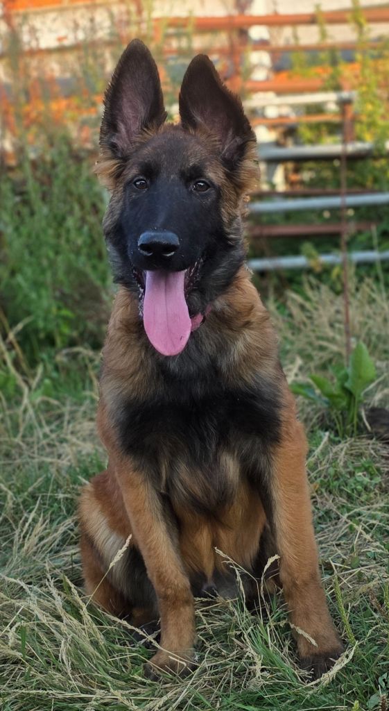 De L'Empire Du Mont Sombet - Chiots disponibles - Berger Belge