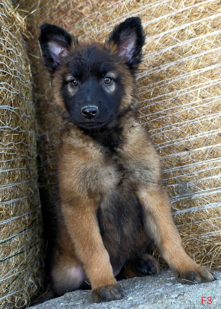 De L'Empire Du Mont Sombet - Chiots disponibles - Berger Belge