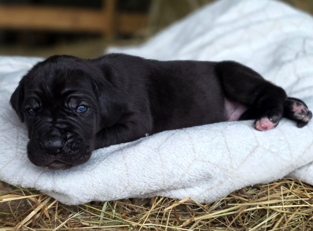 De L'Empire Du Mont Sombet - Chiots disponibles - Dogue allemand