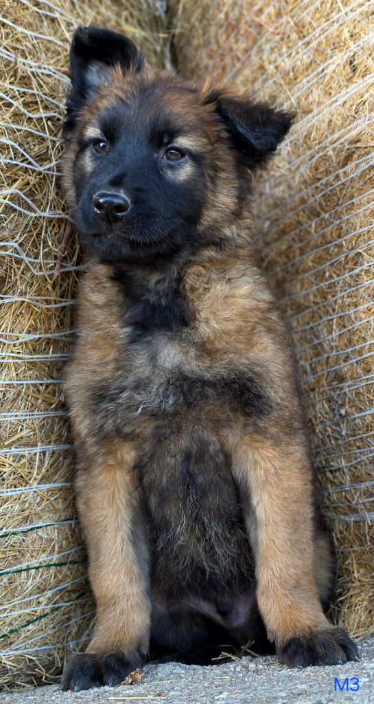 De L'Empire Du Mont Sombet - Chiots disponibles - Berger Belge