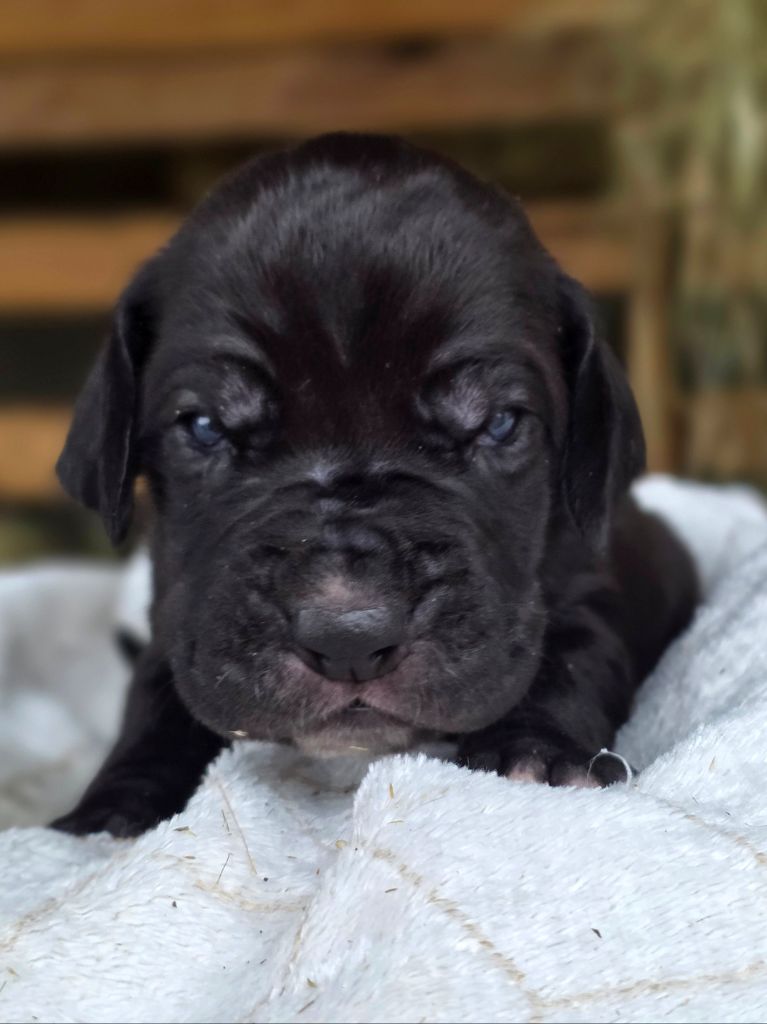 De L'Empire Du Mont Sombet - Chiots disponibles - Dogue allemand