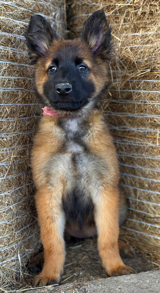De L'Empire Du Mont Sombet - Chiots disponibles - Berger Belge