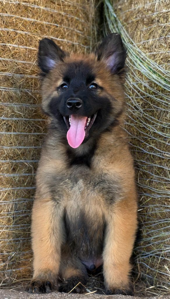 De L'Empire Du Mont Sombet - Chiots disponibles - Berger Belge