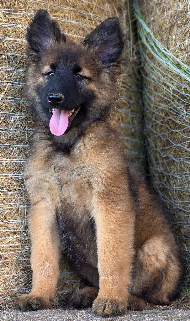 De L'Empire Du Mont Sombet - Chiots disponibles - Berger Belge