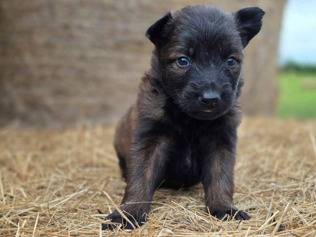 De L'Empire Du Mont Sombet - Chiots disponibles - Berger Belge