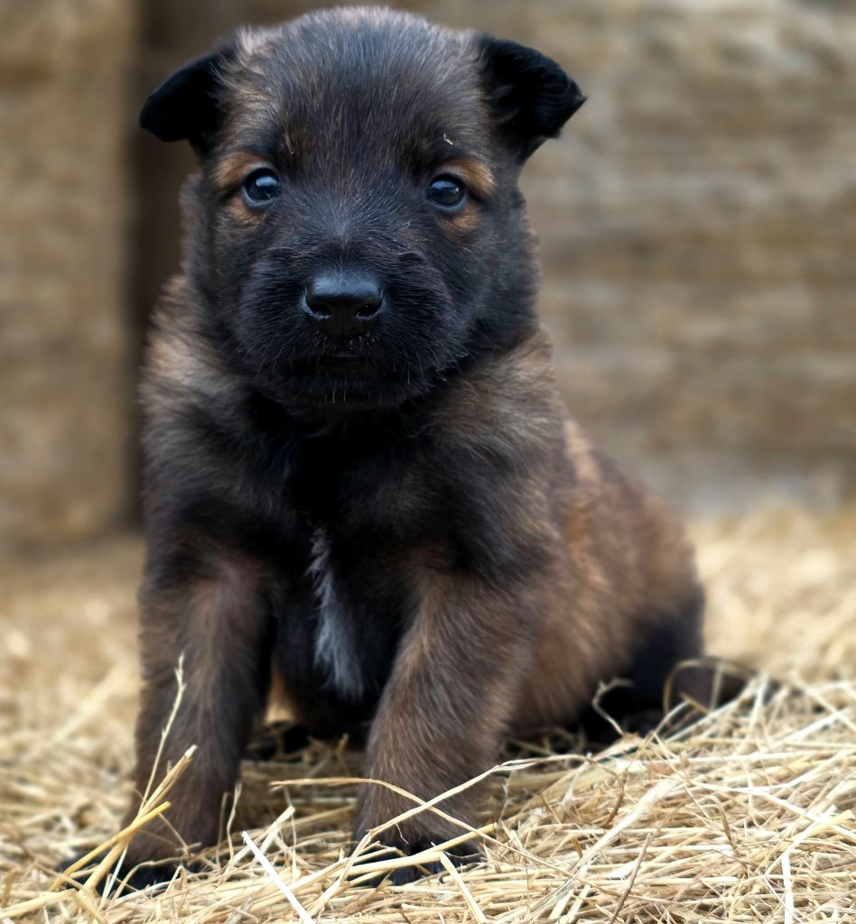 De L'Empire Du Mont Sombet - Chiots disponibles - Berger Belge