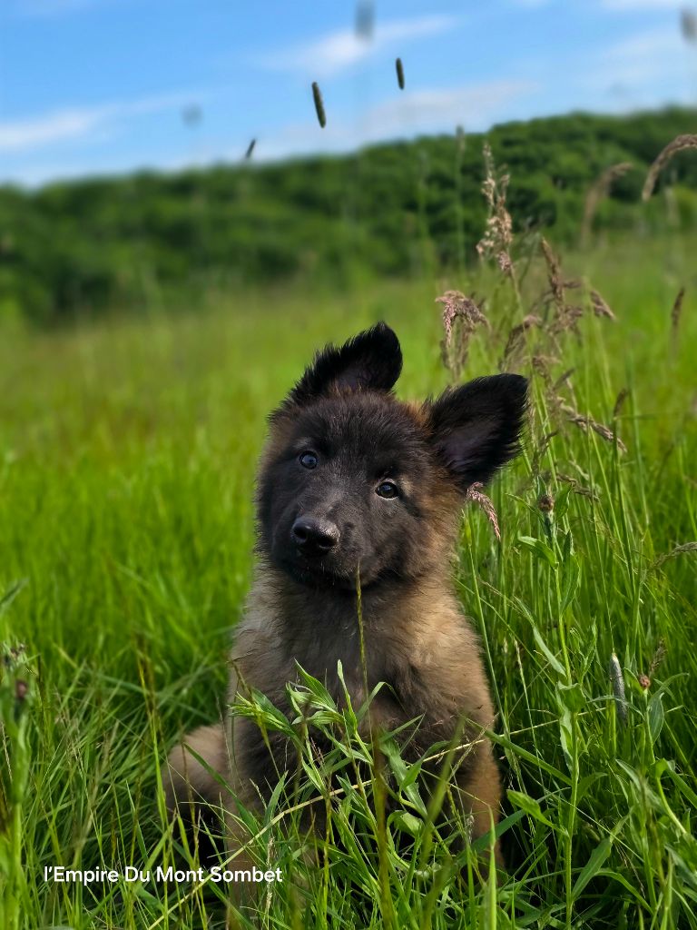 De L'Empire Du Mont Sombet - Chiots disponibles - Berger Belge
