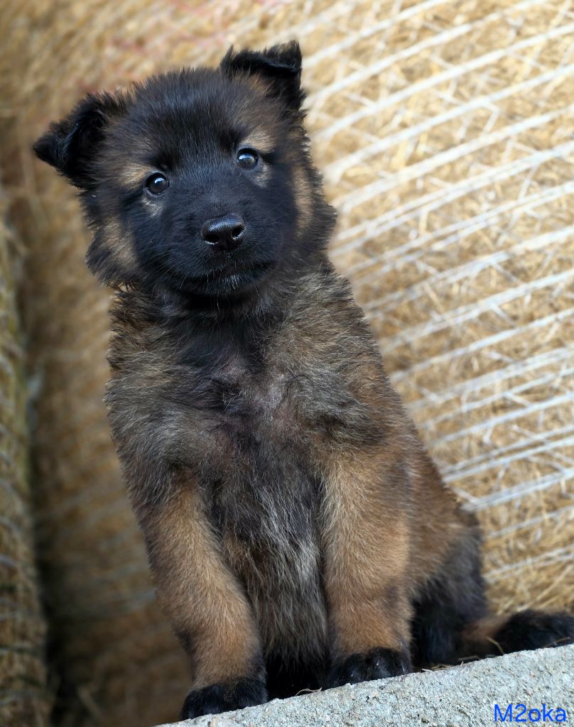 De L'Empire Du Mont Sombet - Chiots disponibles - Berger Belge
