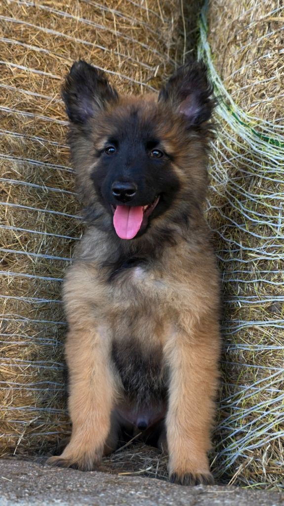 De L'Empire Du Mont Sombet - Chiots disponibles - Berger Belge