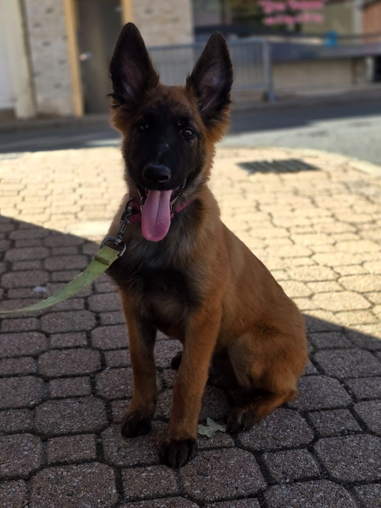 De L'Empire Du Mont Sombet - Chiots disponibles - Berger Belge