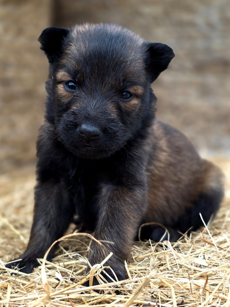 De L'Empire Du Mont Sombet - Chiots disponibles - Berger Belge