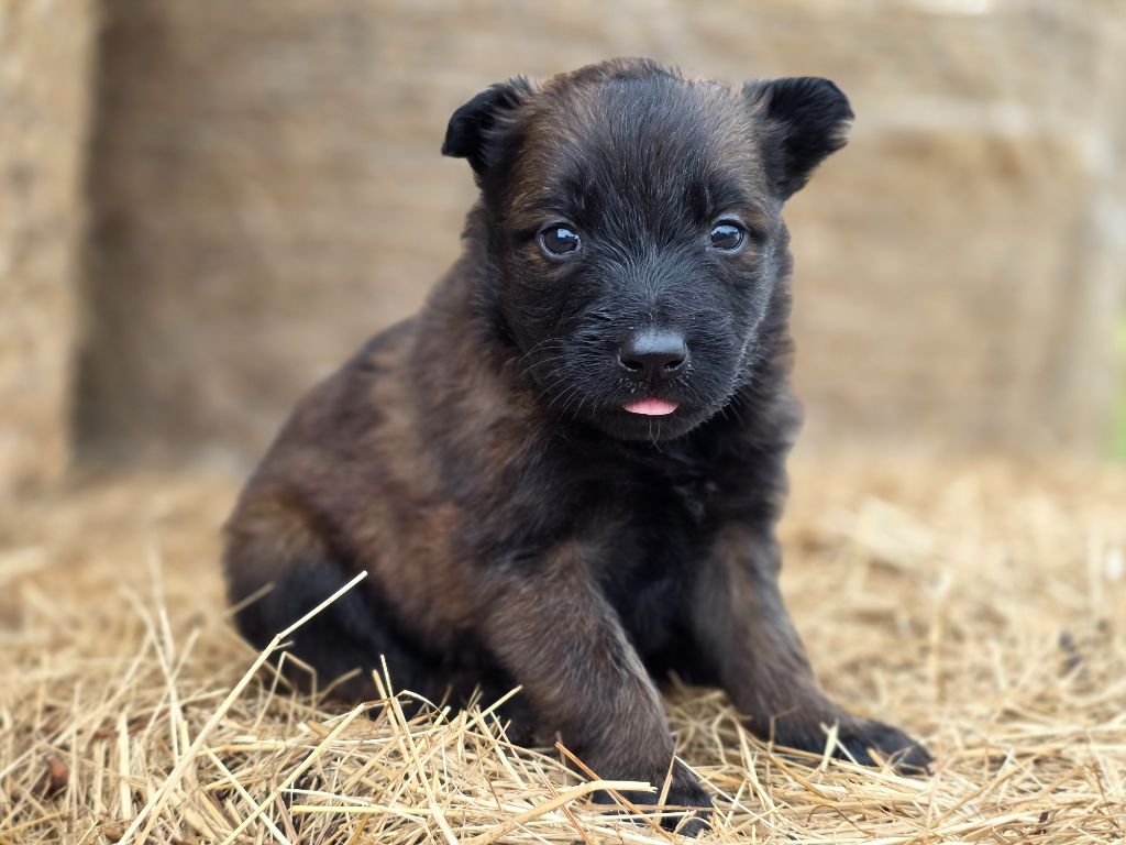 De L'Empire Du Mont Sombet - Chiots disponibles - Berger Belge