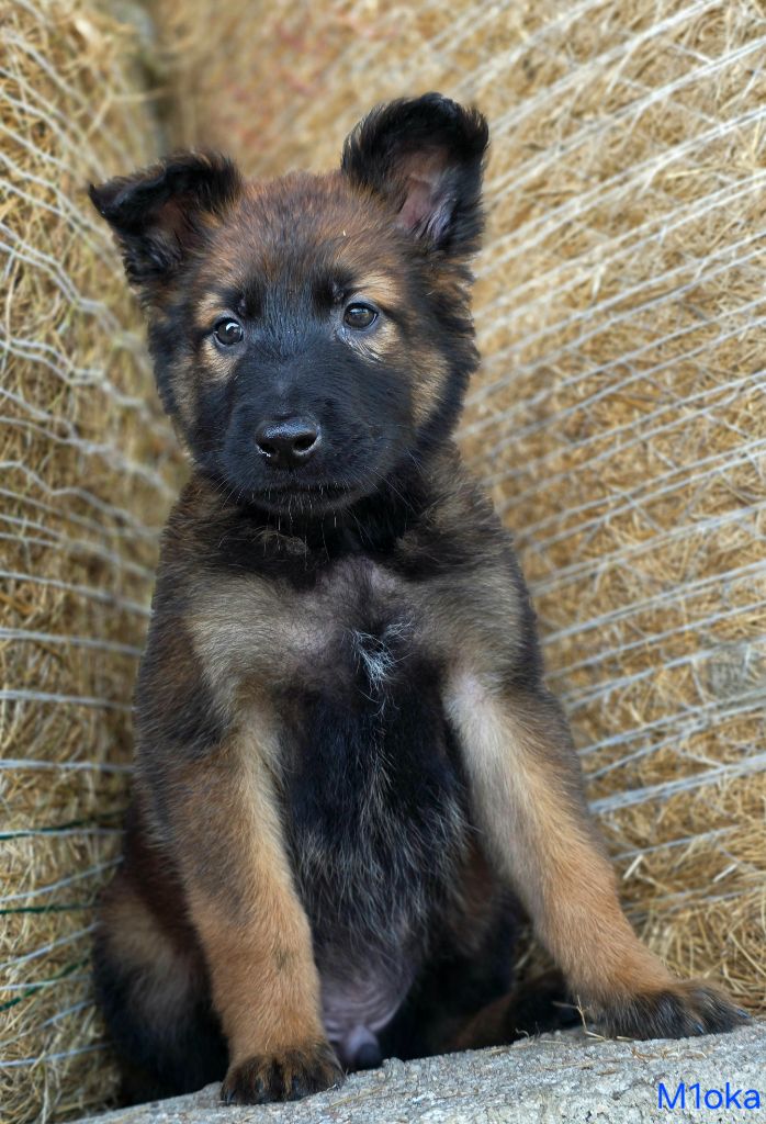 De L'Empire Du Mont Sombet - Chiots disponibles - Berger Belge