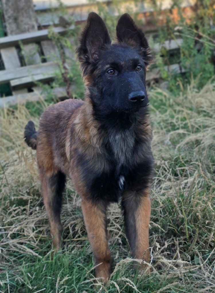 De L'Empire Du Mont Sombet - Chiots disponibles - Berger Belge